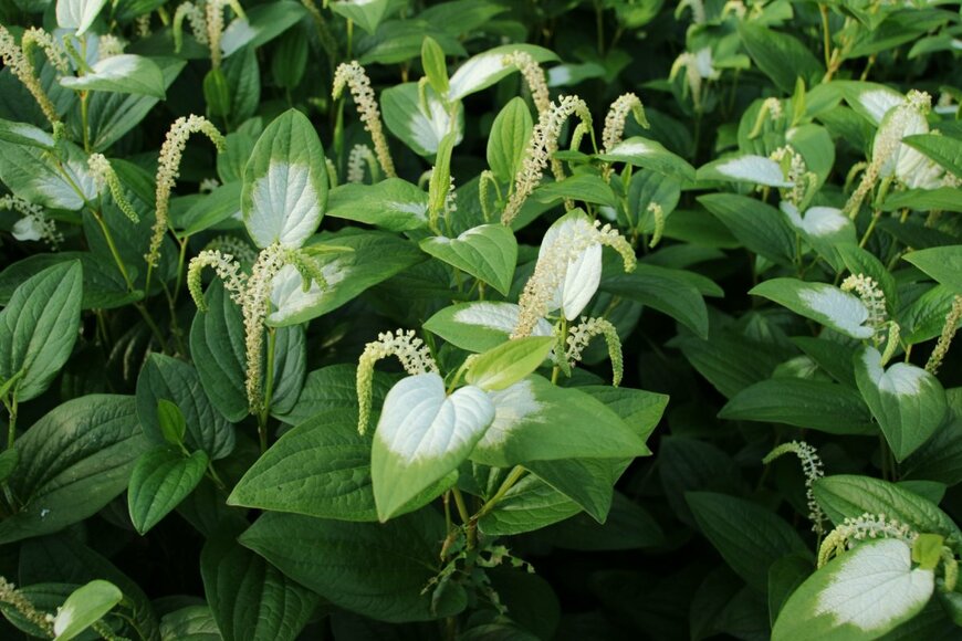 acchity/shutterstock.com