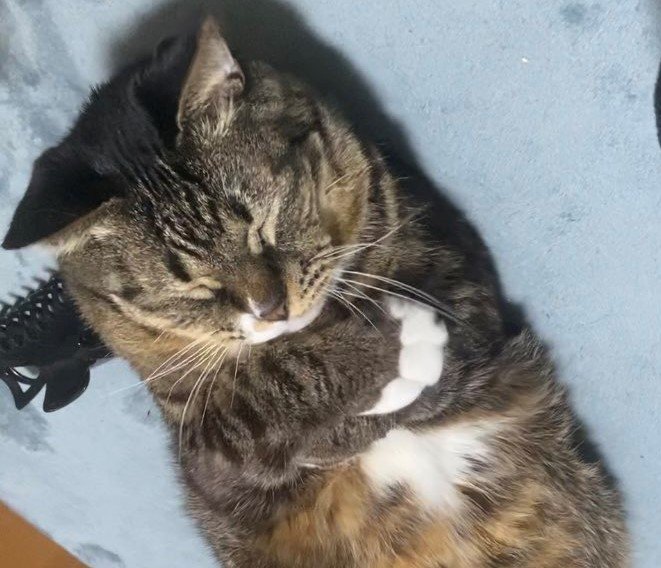 出所：@hahanekomei