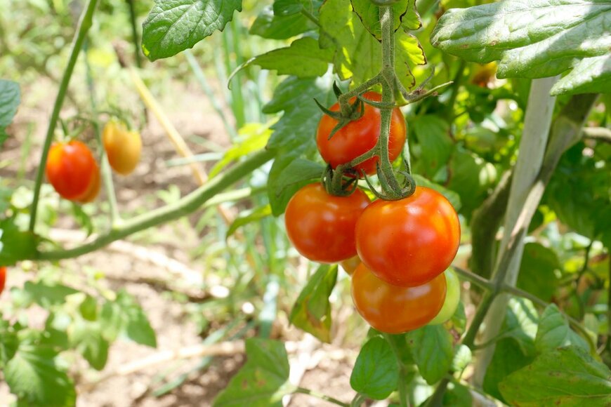 umaruchan4678/Shutterstock.com