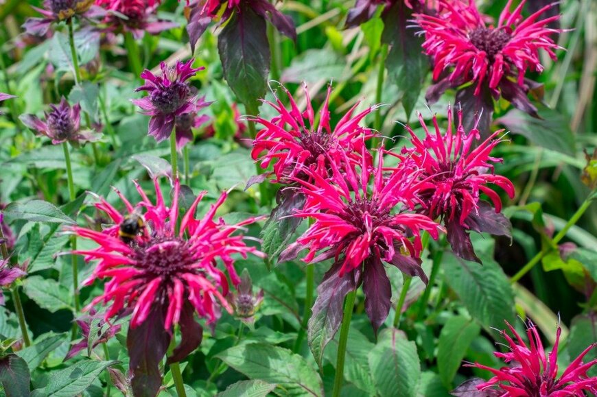 ANA LEBIODIENE/istockphoto.com