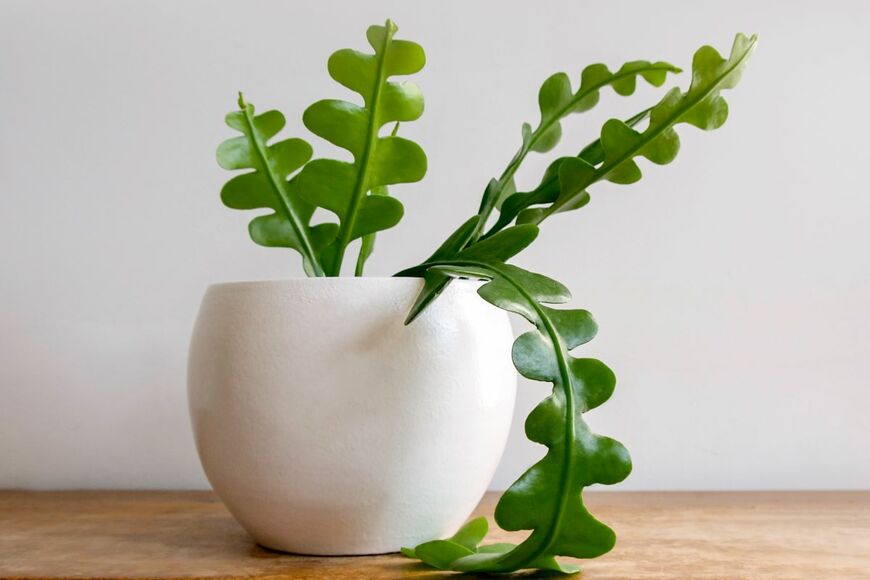 Kulbir G/shutterstock.com