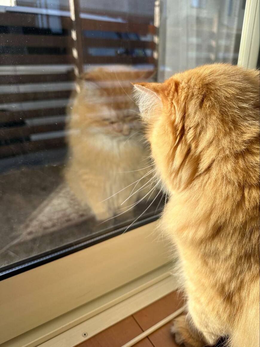 出所：@NEKOLAND13