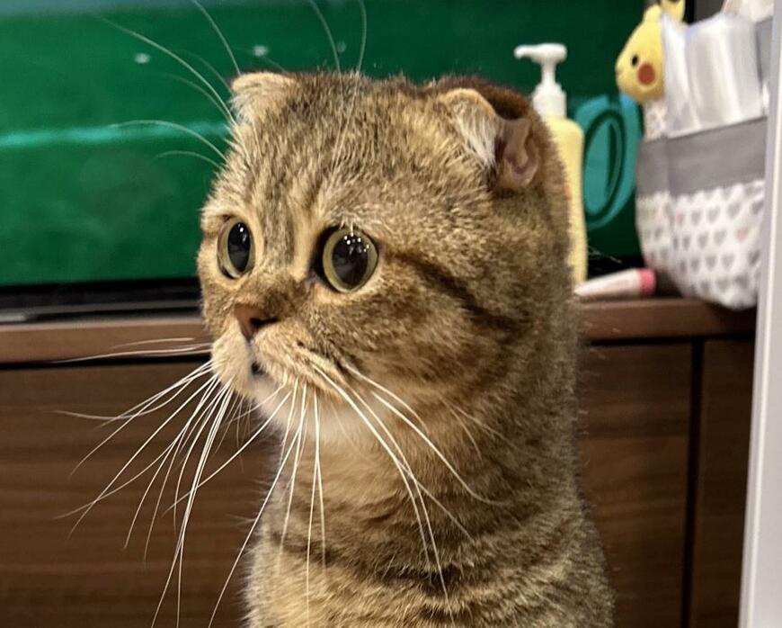 出所：@ponpokopontanu