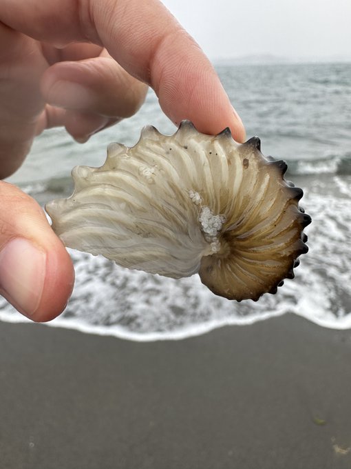 提供：@MLavcaさん