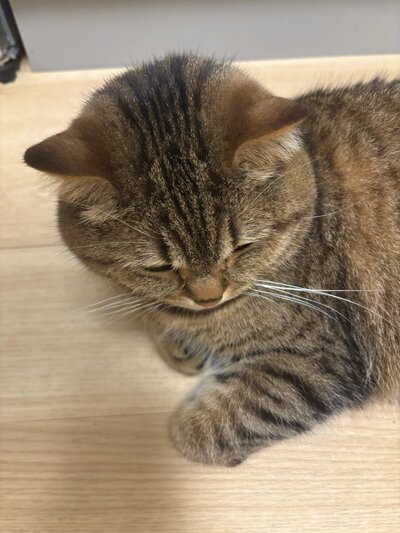 出所：@donguri_manch