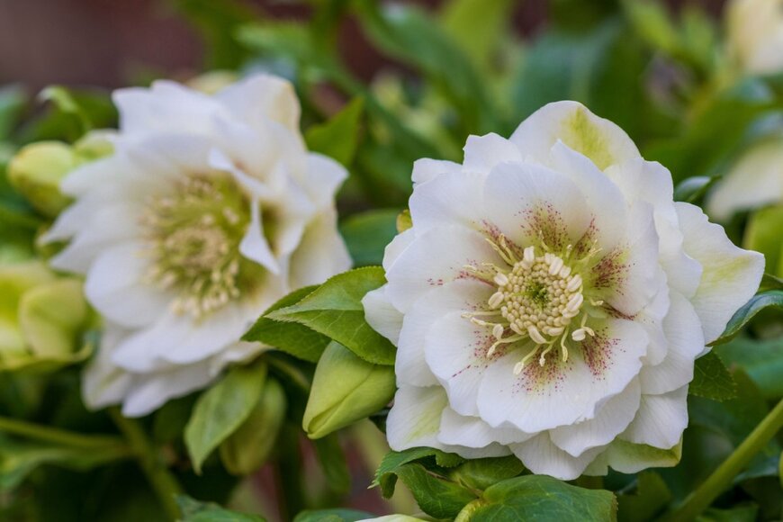 Natalia Greeske/shutterstock.com