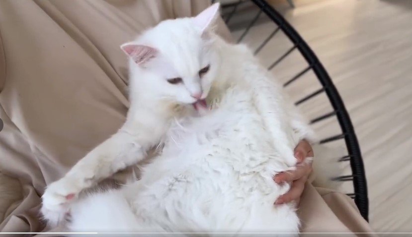 出所：@meltube_cat