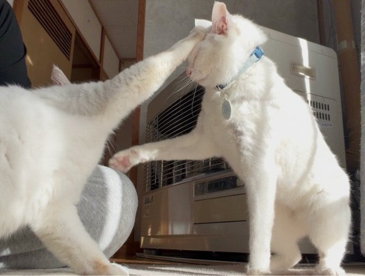 【2匹の猫】集中して攻撃を受け流そうとする猫　「まさかの展開」に思わず笑ってしまう