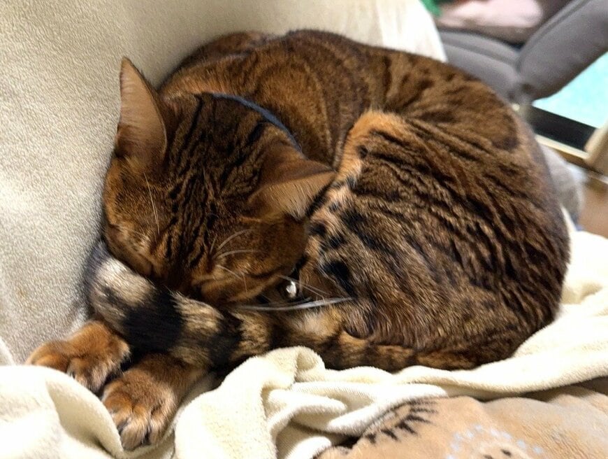 出所：@Beercat_Ana_Dar