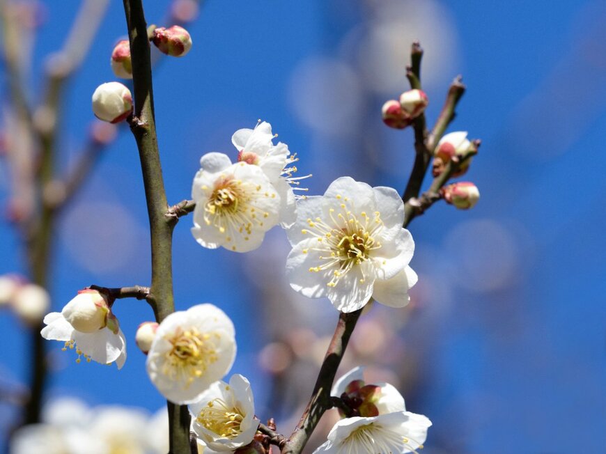                                                            yoshi0511/shutterstock.com