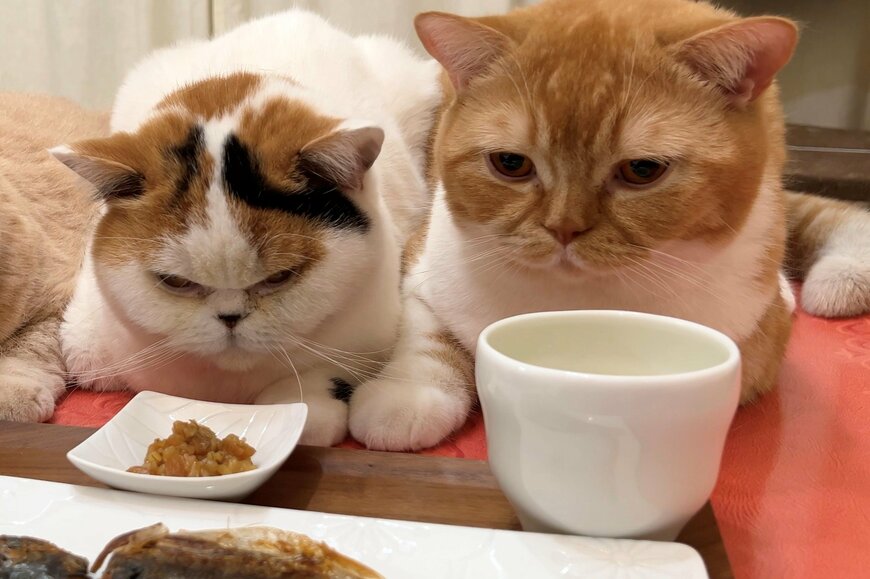 魚の干物に誘惑されて…ひたすら凝視する猫が可愛い【2023年04月ベストセレクション】