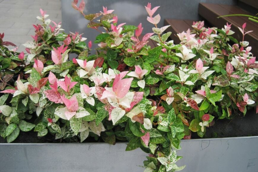 プランターに植えられた、ハツユキカヅラ
