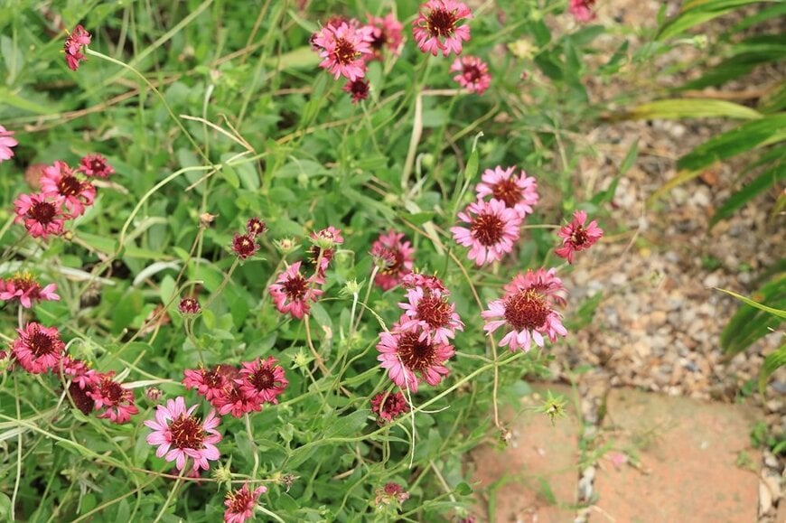 ビビッドな花色がキュートな「ガイラルディア」