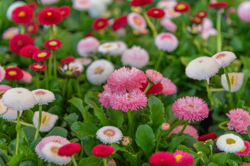 デージーの花が咲いている。色は白、ピンク、赤。