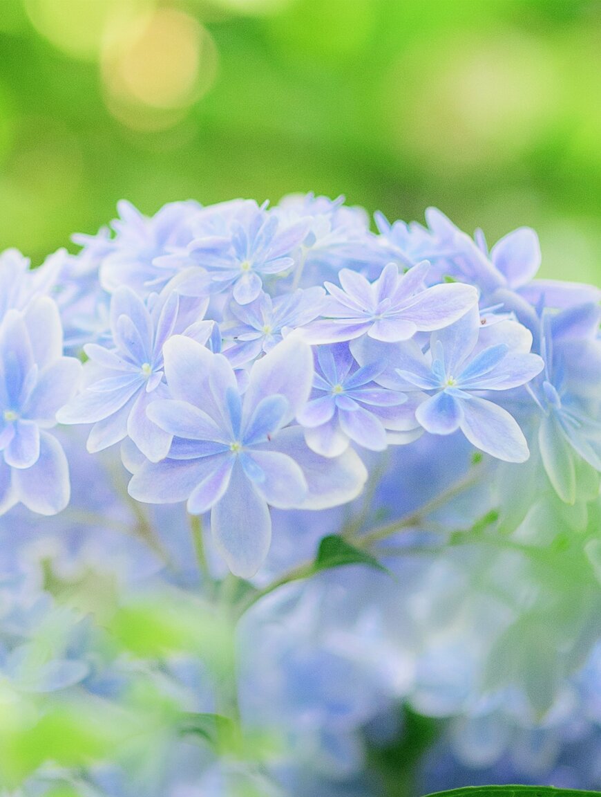 珍しい品種の紫陽花