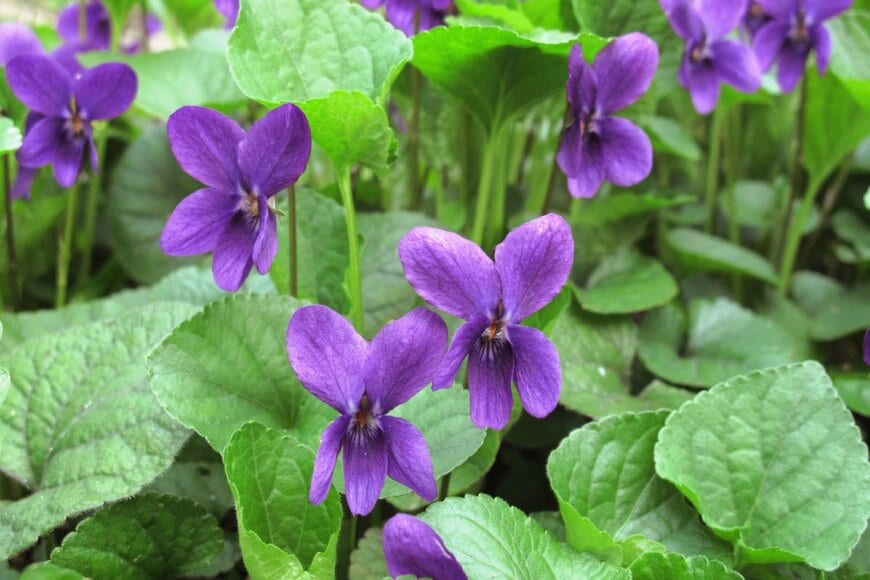 紫色のニオイスミレの花