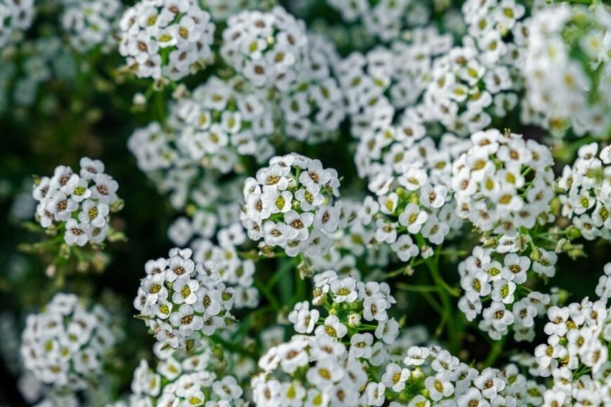 白い小花が満開のスイートアリッサム