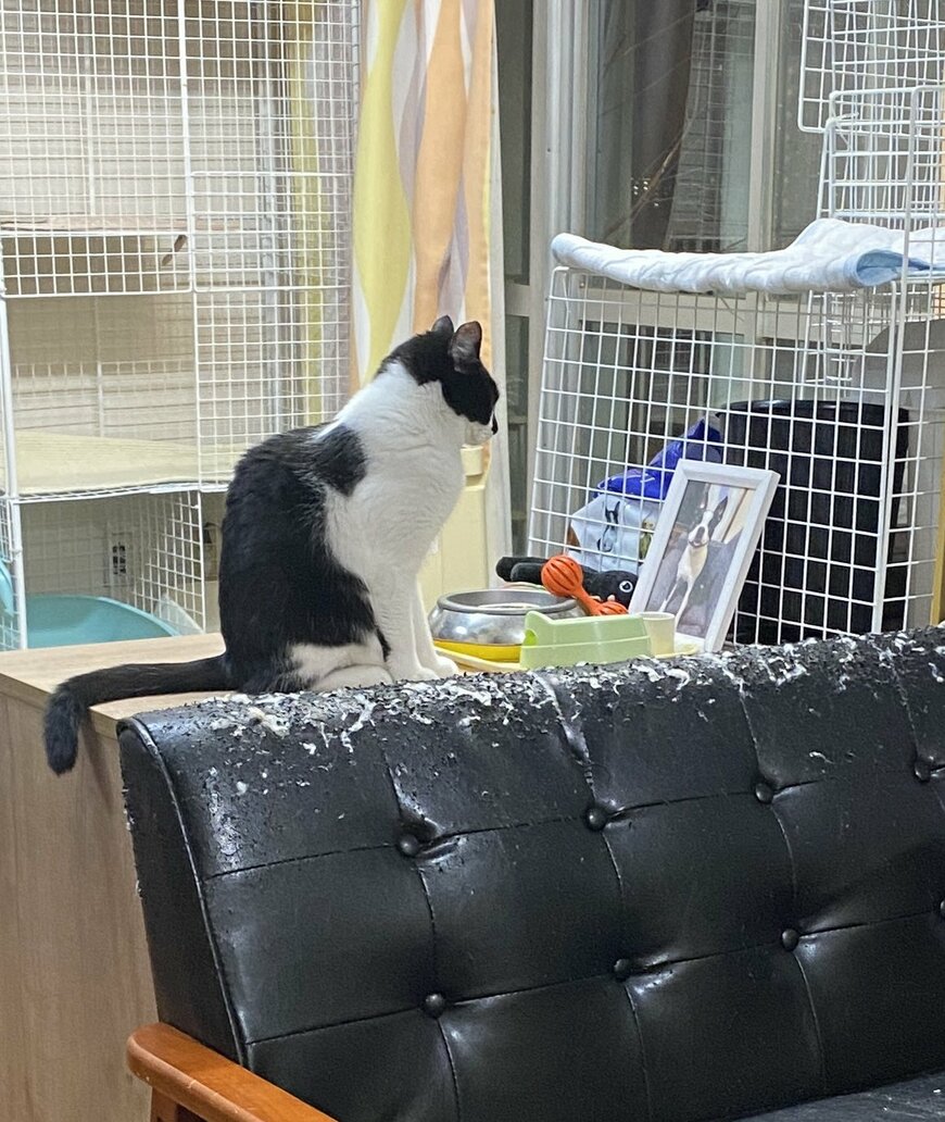 亡き友に近況報告する猫