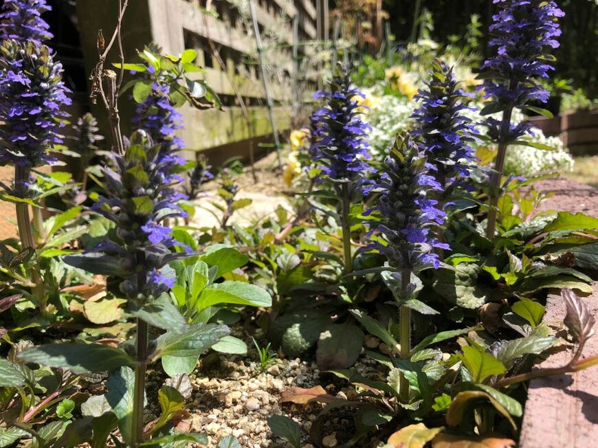 紫色のアジュガの花