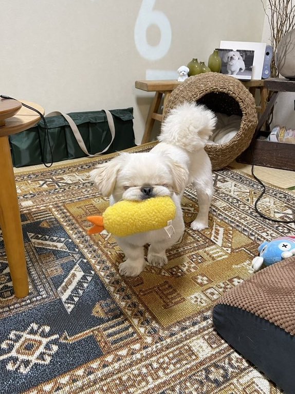 ぬいぐるみと犬