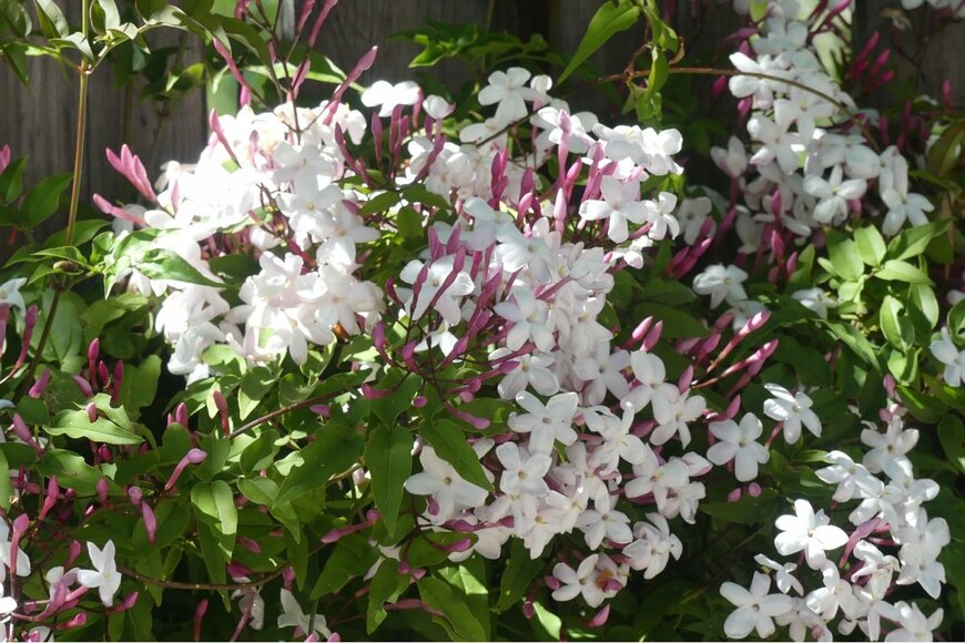 白い花を咲かせている、ハゴロモジャスミン