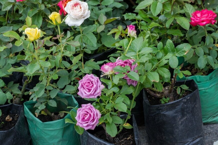 ピンク、白、黄色などの花を咲かせているバラの苗