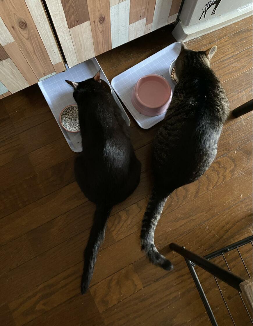 食事中の猫