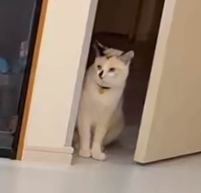 ドアの隙間から見守るまめだいふくちゃん