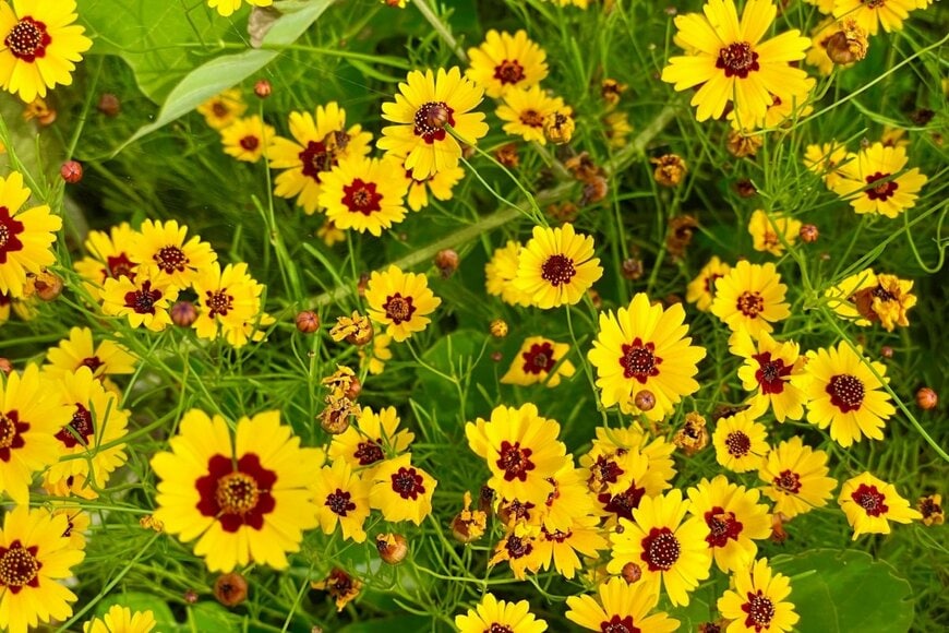 花の中心が茶色、外側が黄色の、コレオプシスの花