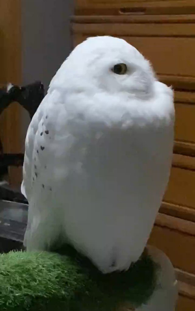 リラックスするシロフクロウ