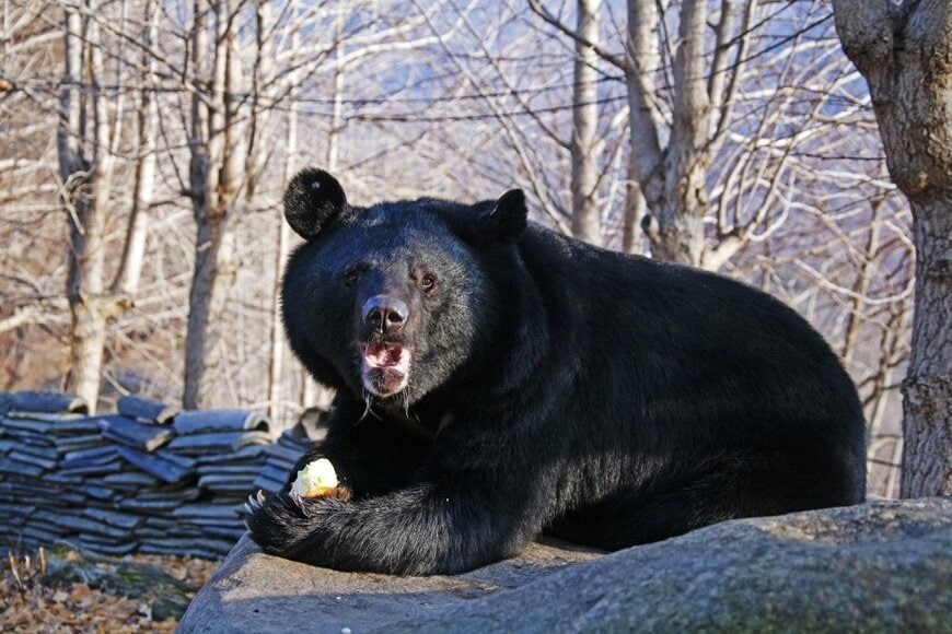 リンゴを食べる熊