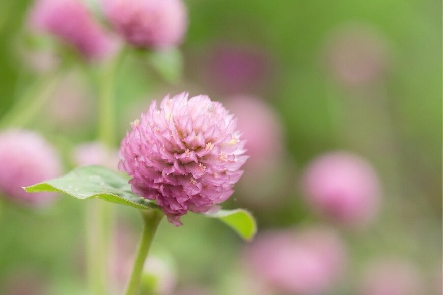 センニチコウの花。色は薄いピンク。