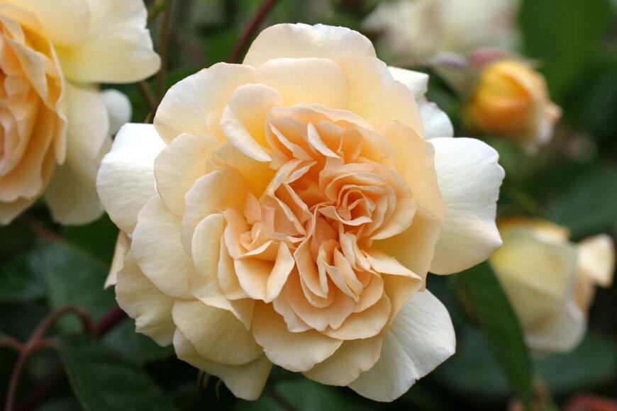 バラの花が一輪咲いている。色はアプリコット系オレンジ。