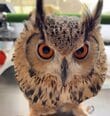 飼い主さんの思惑を察したフクロウ【朝のご挨拶】のお返事が“期待通り”で思わず笑ってしまう