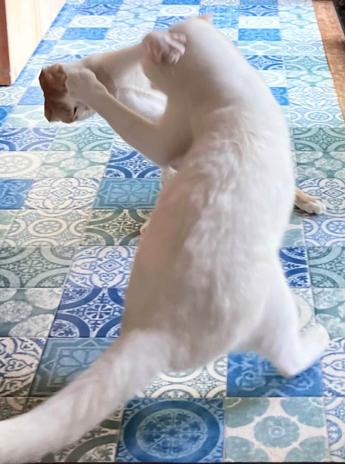 猫先輩 15年前、実家のポストの中に子猫の兄弟が2匹、置き去りにされていまし