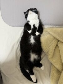 「←6歳 3か月→」子猫のころから変わらない寝姿がキュート！仰向けで眠る白黒の猫の成長した姿にほっこり