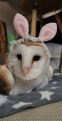 【ファンサするフクロウ】うさ耳をつけてハイポーズ！サービス満点の姿にニッコリ