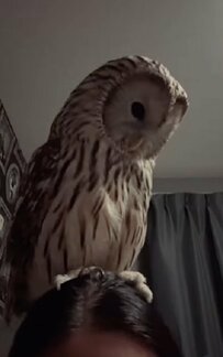 【飼い主を止まり木にするフクロウ】降りる気ゼロな姿が可愛すぎる！