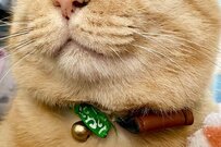 ママを起こしに来た保護猫さん　つられて眠くなってしまったお顔に「可愛すぎる」の声