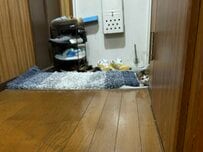 隠れ上手な子猫に反響　玄関先での一コマに思わず癒される