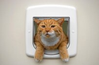 【開けて〜】猫ドアの仕組みがわからない猫　アピールする姿に「とても癒されました」