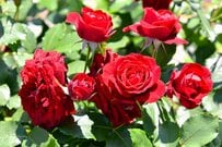 「挫折した思い出が…」20世紀最大の問題作『薔薇の名前』が話題、完全版刊行決定で「購入確定」「再挑戦したい！」の声