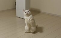 【話題】真っ白でまんまるな猫ちゃん　足を伸ばした姿が意外にも足が長くてXユーザーの視線集中！