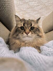 水を飲んでいると雷がゴロッ…　逃げた猫さんの口元に「ビックリしたね…！」共感の声