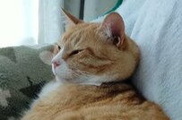 圧倒的な貫禄を見せる猫ちゃんが話題　「大物の風格」とかわいらしさの二刀流に思わず悶絶