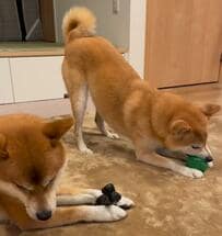 いつも仲良しな柴犬たち！でも「ちゃんと自己主張はするよ？」な姿にほっこり