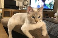ソファーでくつろぐ「猫の7年後」にほっこり…　あまりにも罪なかわいさに注目集まる