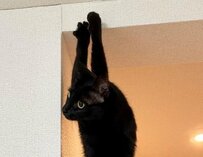 【呼んだかニャ？】なにその振り返り方！？クセが強すぎる猫の奇妙なポーズに3400いいね！