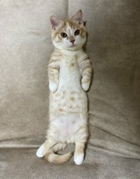 幼い頃からイケメンな猫　3年後の姿にわが目を疑う「子猫時代からかっこいい」