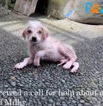 【保護犬】命の危機を2度乗り越えた子犬 優しい家族に迎えられるまでの物語